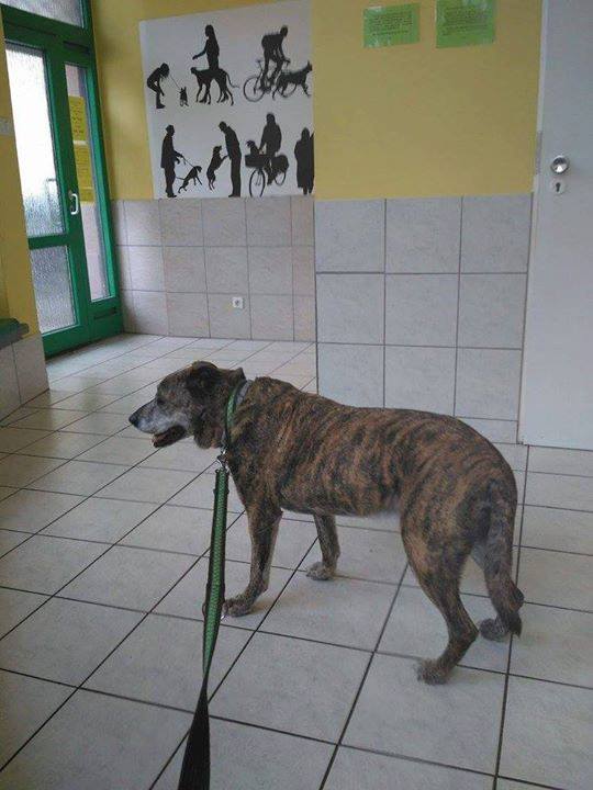 Drako : wizyta weterynaryjna przyniosła złe wieści. 